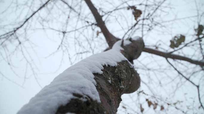 下雪素材、树干实拍升格