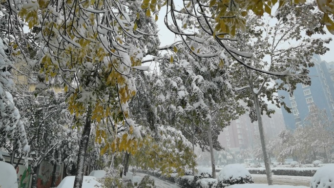 济南第一场雪 树木被压弯