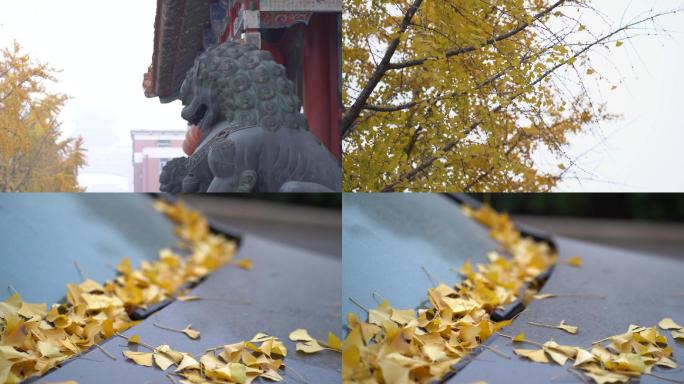 北京秋天落叶