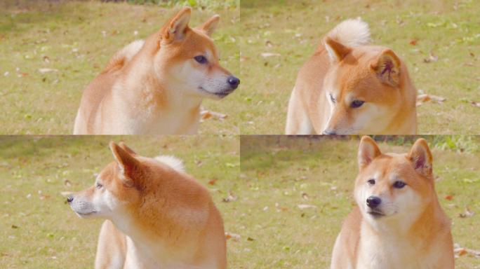 一只日本柴犬狗狗在公园草地上玩耍