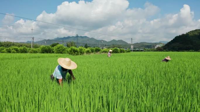 农民在水稻田里耕作