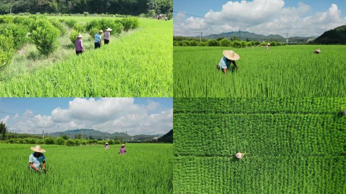 农民在水稻田里耕作