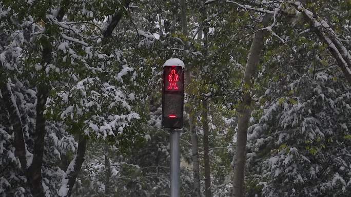 雪中交通信号灯