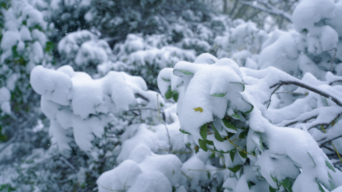 雪 雪景 冬天 下大雪 城市下雪 树枝