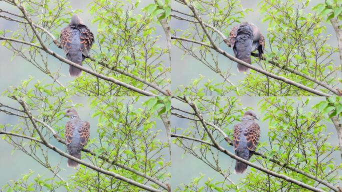 漂亮的鱼鳞斑鸠