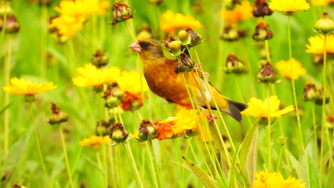 花丛中的小鸟金翅雀