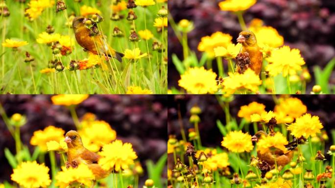 花丛中的小鸟金翅雀
