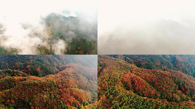 4K 航拍雷公山原始森林秋天景色5