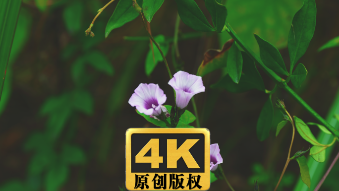 三裂叶薯野生喇叭花实拍视频4K