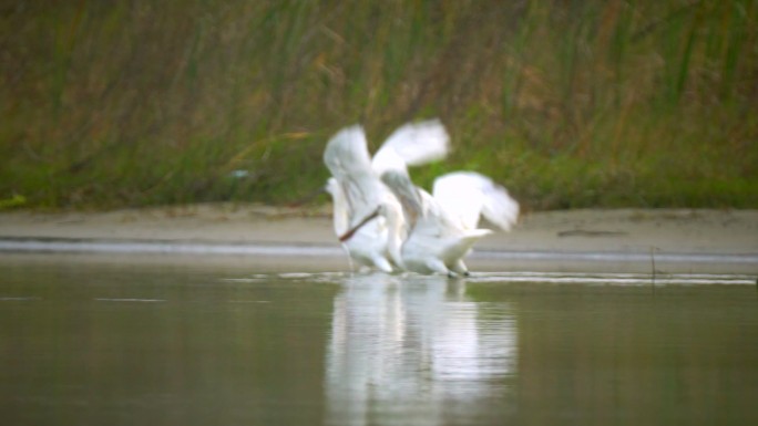 白琵鹭起飞