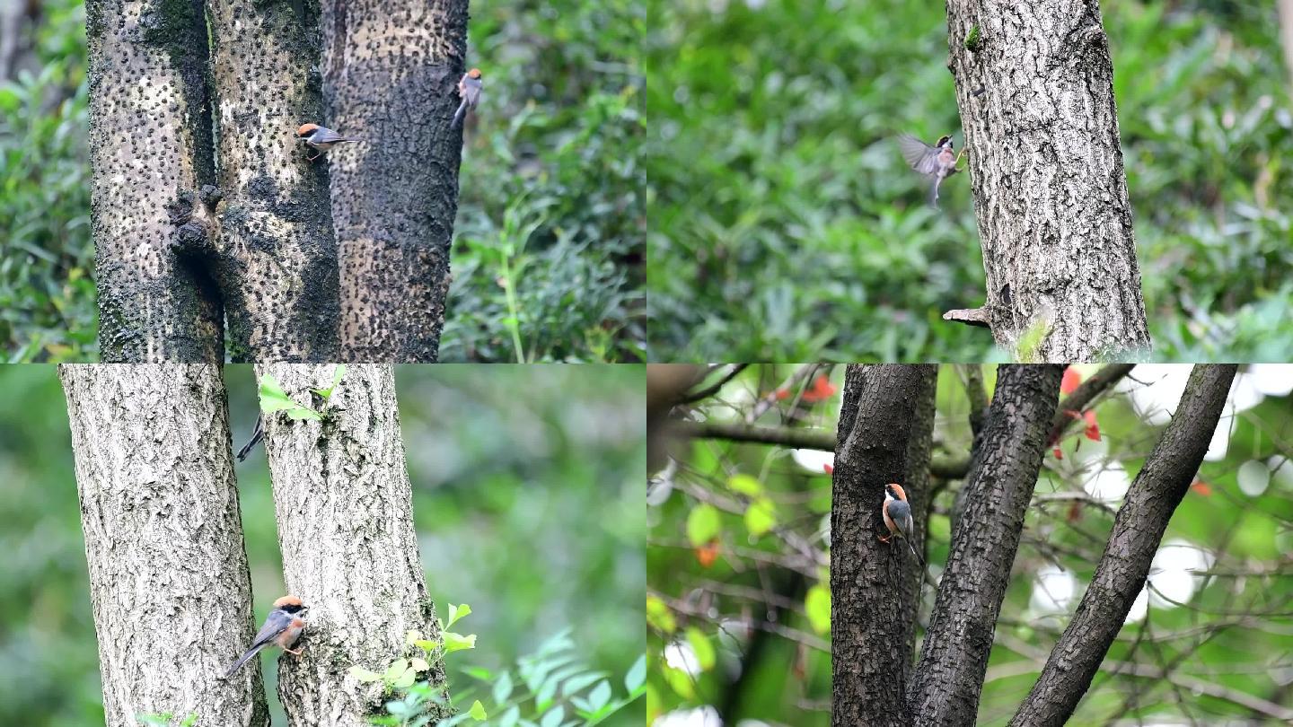 一群红头长尾山雀，它们在树上吃什么呢