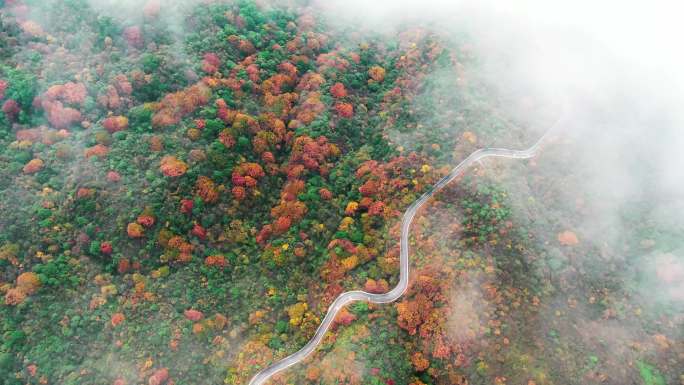 4K 航拍雷公山原始森林秋天景色1