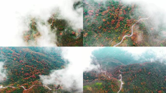 4K 航拍雷公山原始森林秋天景色1