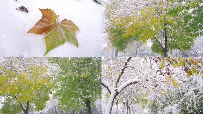 2021初雪 枫叶 雪景 北方 冬天