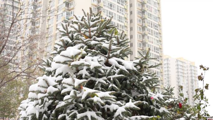 一株松树在雪中挺立