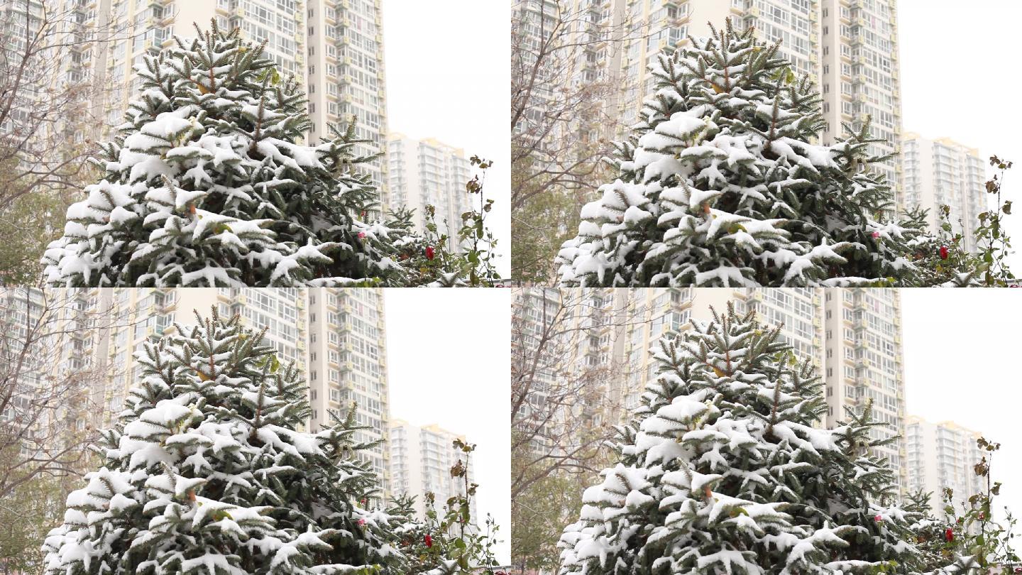 一株松树在雪中挺立