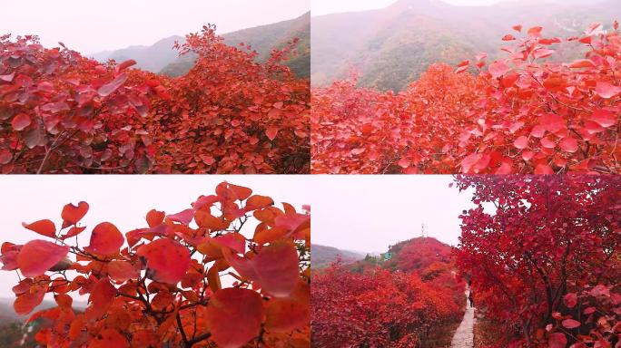 长寿山红叶