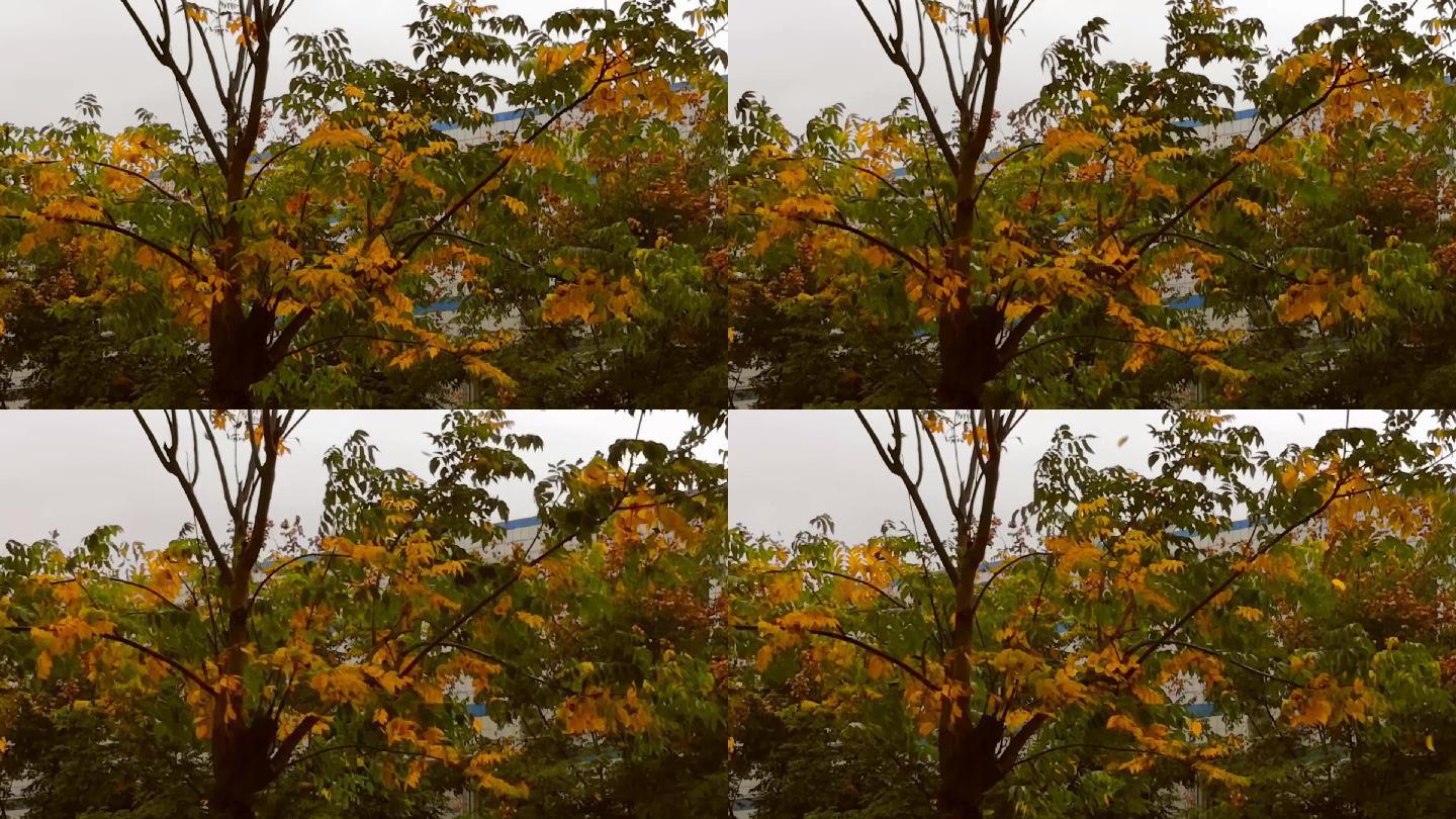 秋天、秋风、黄叶飘落实拍素材