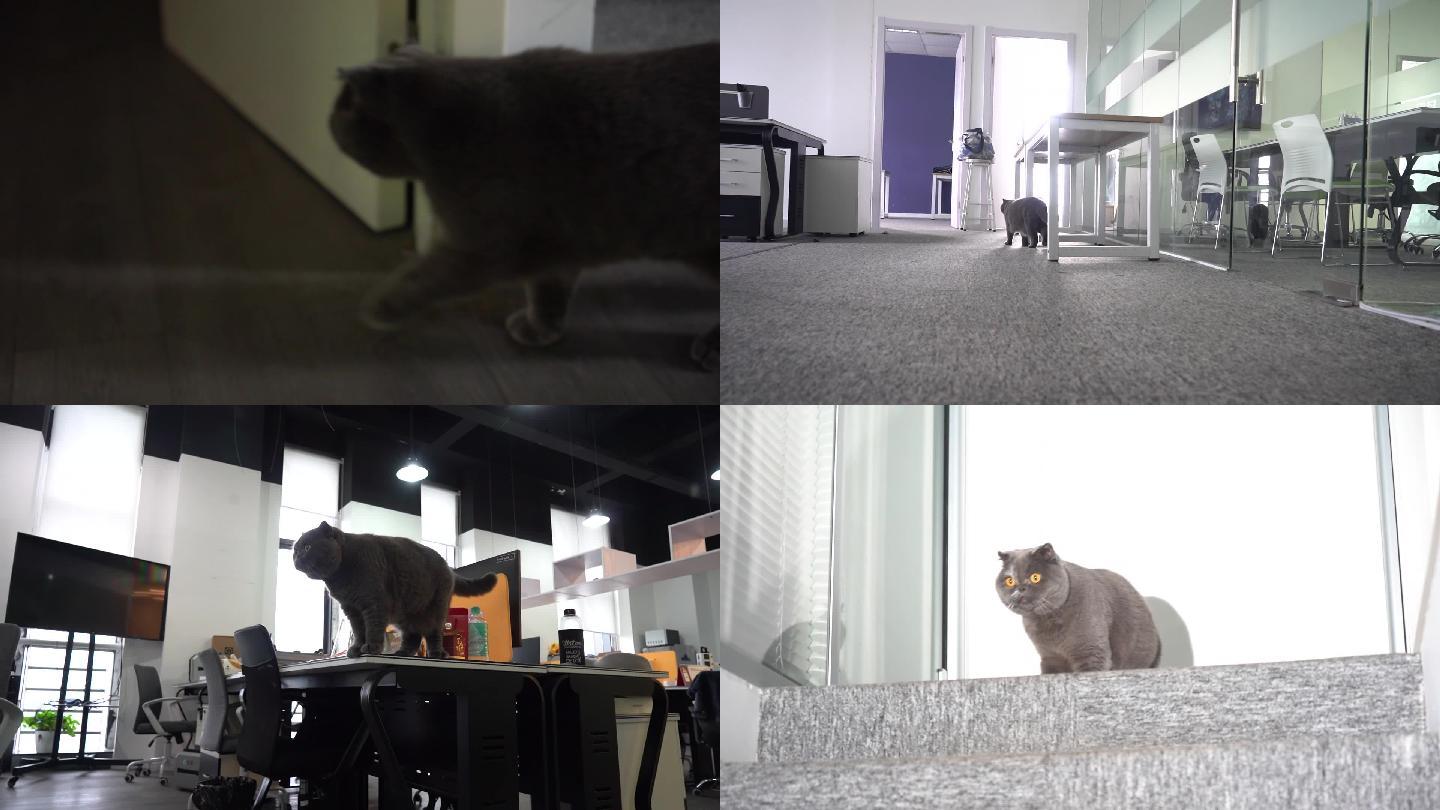 办公室宠物猫特写抓拍视频素材