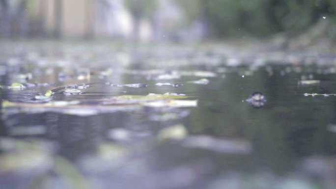 雨中树叶水滴涟漪（慢动作）