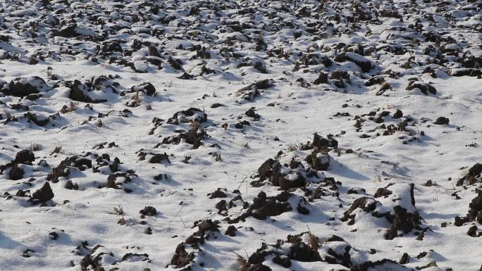 东北黑土地雪漫黑土地 寒地黑土