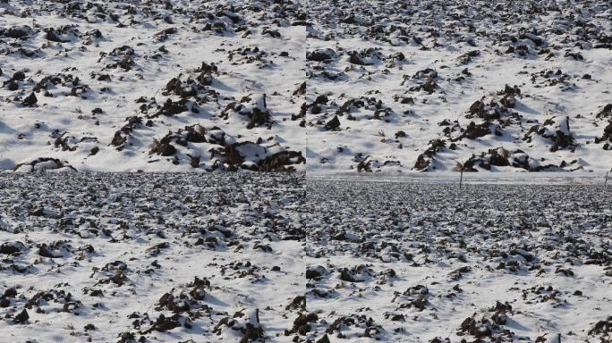 东北黑土地雪漫黑土地 寒地黑土