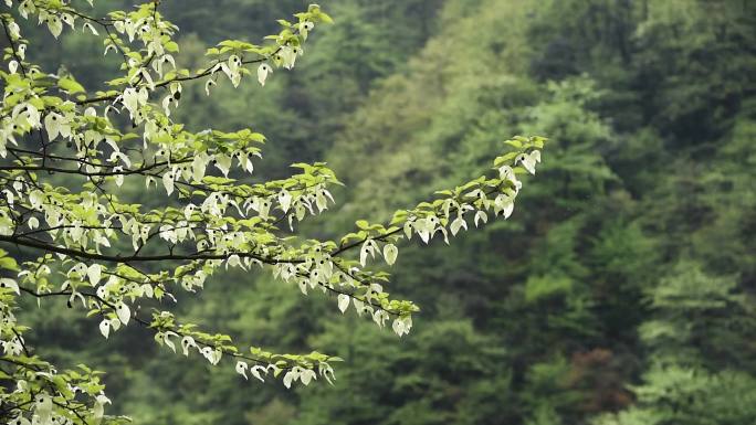 鸽子花珙桐树树林森林生态自然