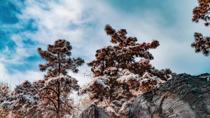 西安下雪 雪景松树石头