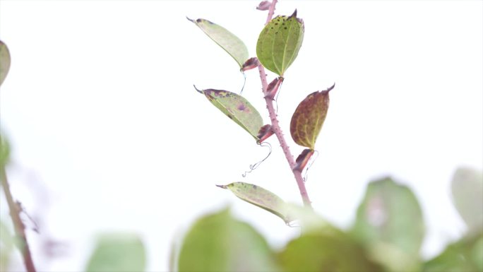 中药药材金刚藤种植培育特写A020