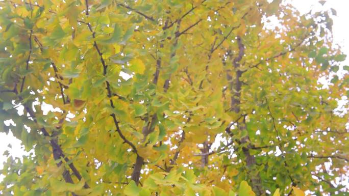 秋天立秋季节下的银杏树和银杏树叶风景风光