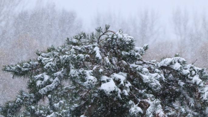 松树下雪