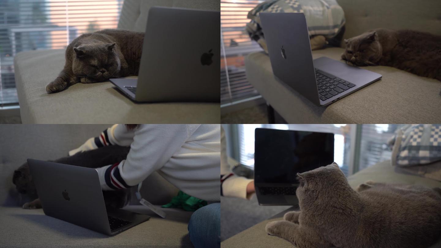 办公室宠物猫特写抓拍视频素材（6）
