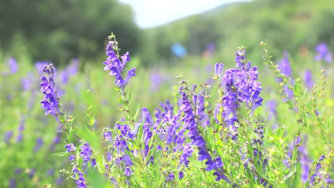 黄芩