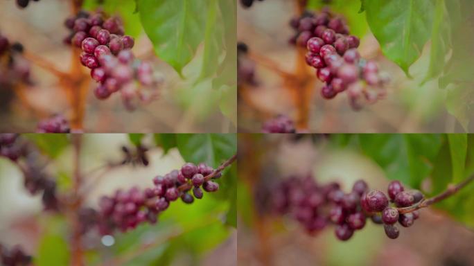 咖啡种植视频野外咖啡果实咖啡树