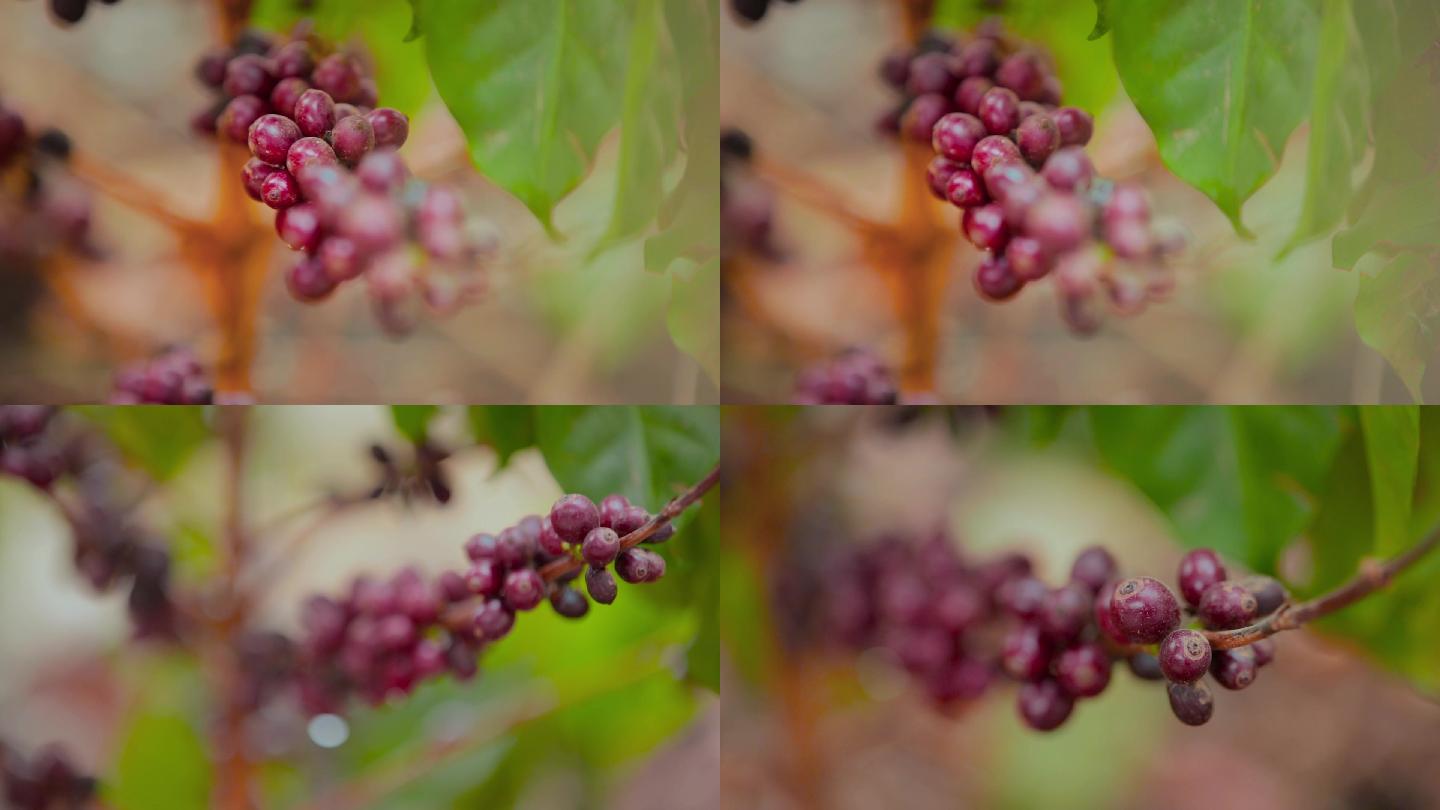 咖啡种植视频野外咖啡果实咖啡树