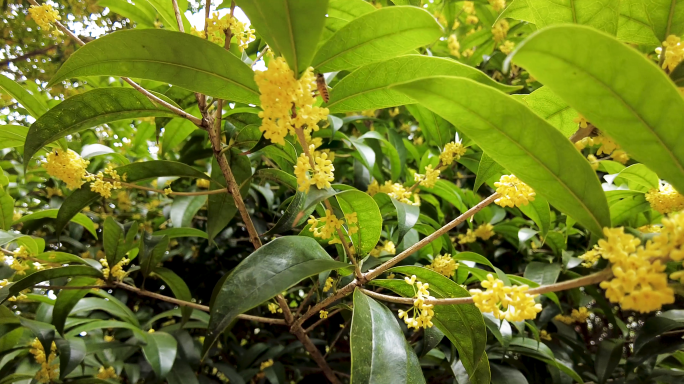 桂花 花香四溢