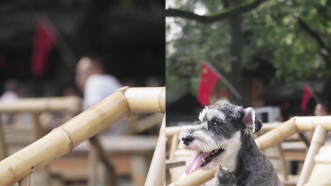竖版雪纳瑞宠物小型犬居家拟人视觉抖音4K