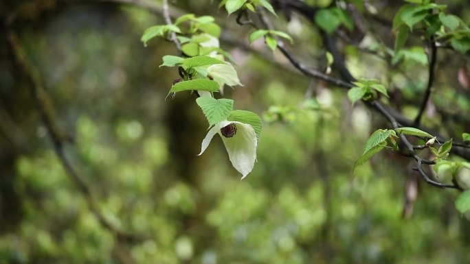 万亩生态鸽子花林