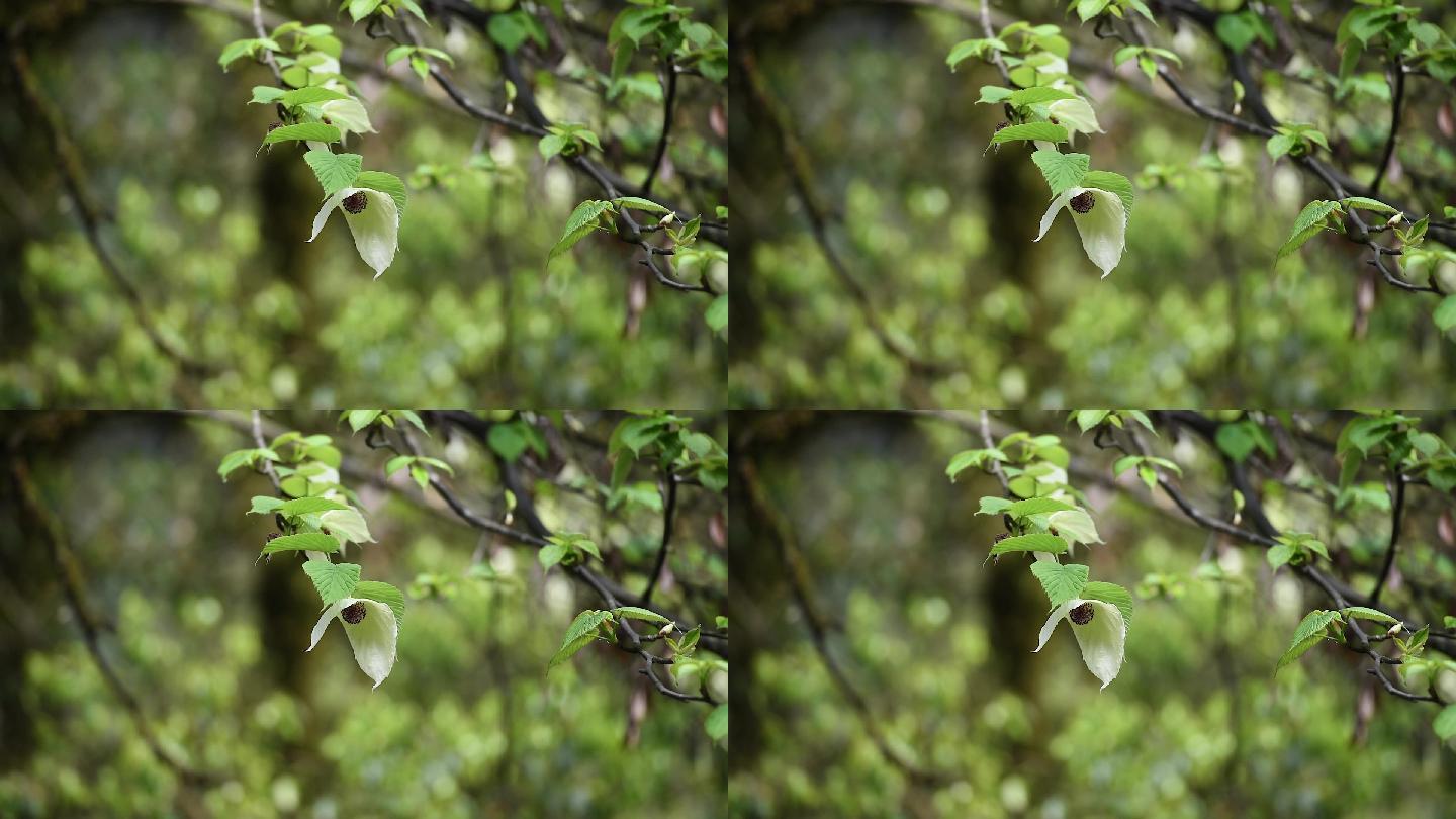 万亩生态鸽子花林