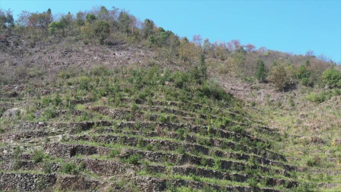 垒石梯田山间种植药材航拍A020