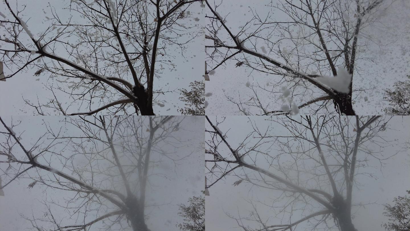 摇树落雪