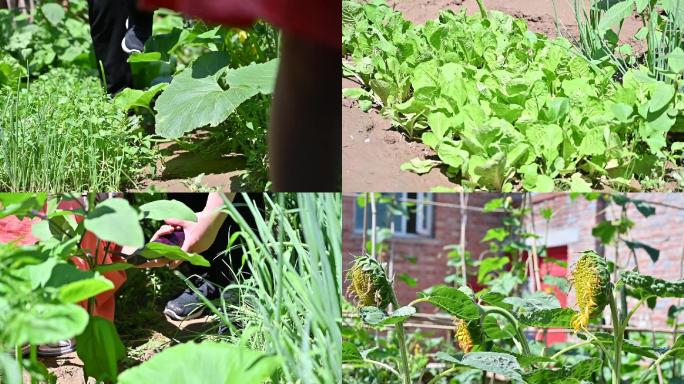 新鲜蔬菜田园生活菜地摘菜