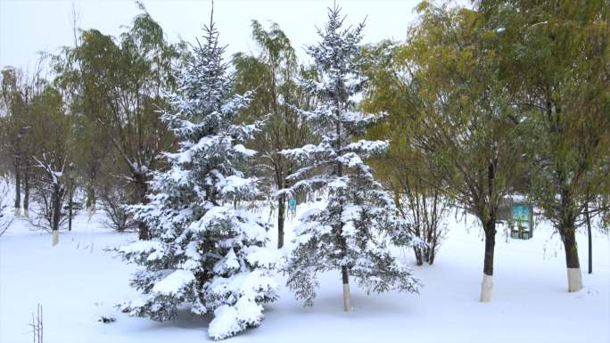 下雪天雾凇，东北雾凇，松树树挂银装素裹