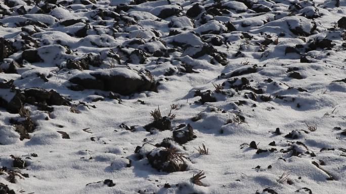 东北黑土地雪漫黑土地 寒地黑土