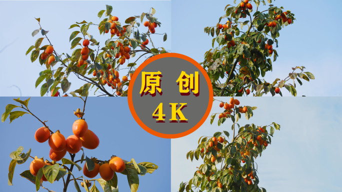 柿子 柿子树 果实成熟 秋收 金黄的柿子