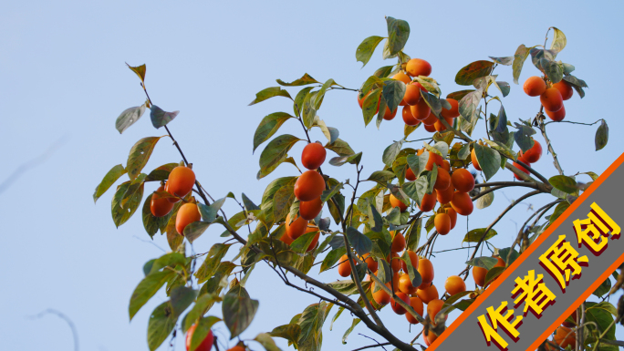 柿子 柿子树 果实成熟 秋收 金黄的柿子