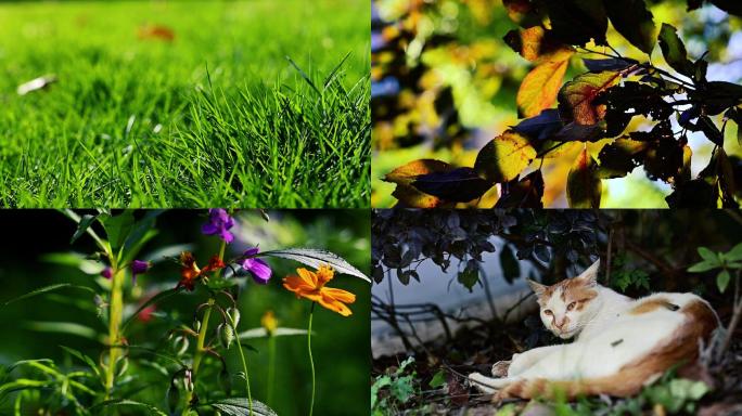 绿植花朵流浪猫夏天公园