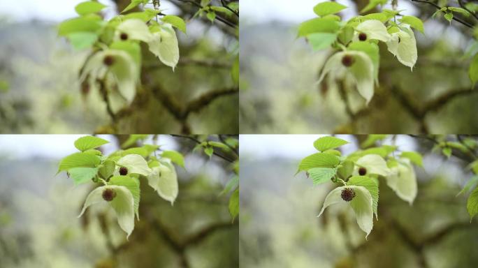 鸽子花特写镜头珙桐树树林森林生态自然