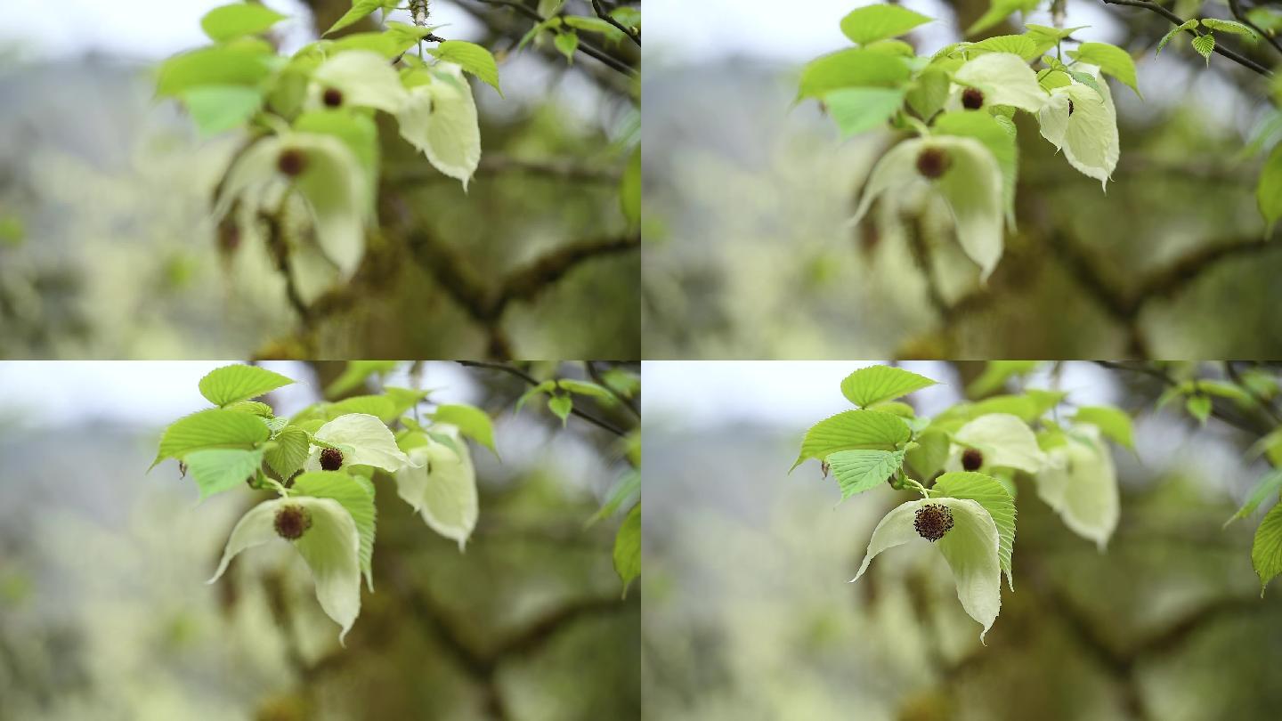 鸽子花特写镜头珙桐树树林森林生态自然