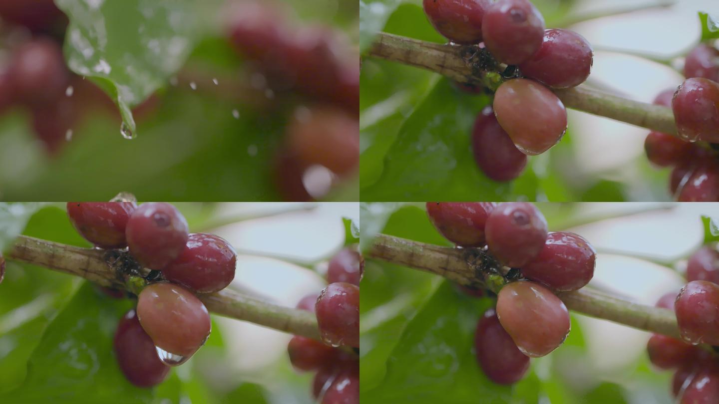 咖啡种植视频野外咖啡果实水滴慢镜头